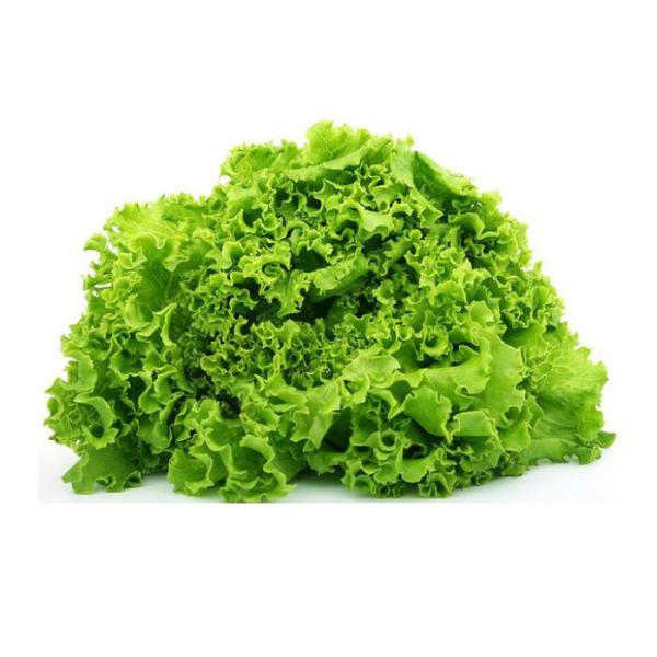 Lollo Bionda Salat 1 Stück